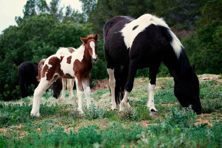 cavallslliuresalparc