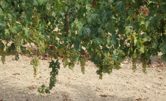 Setmana de la Malvasia de Sitges 2025